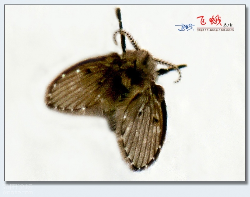 飞蛾（二）——13.jpg