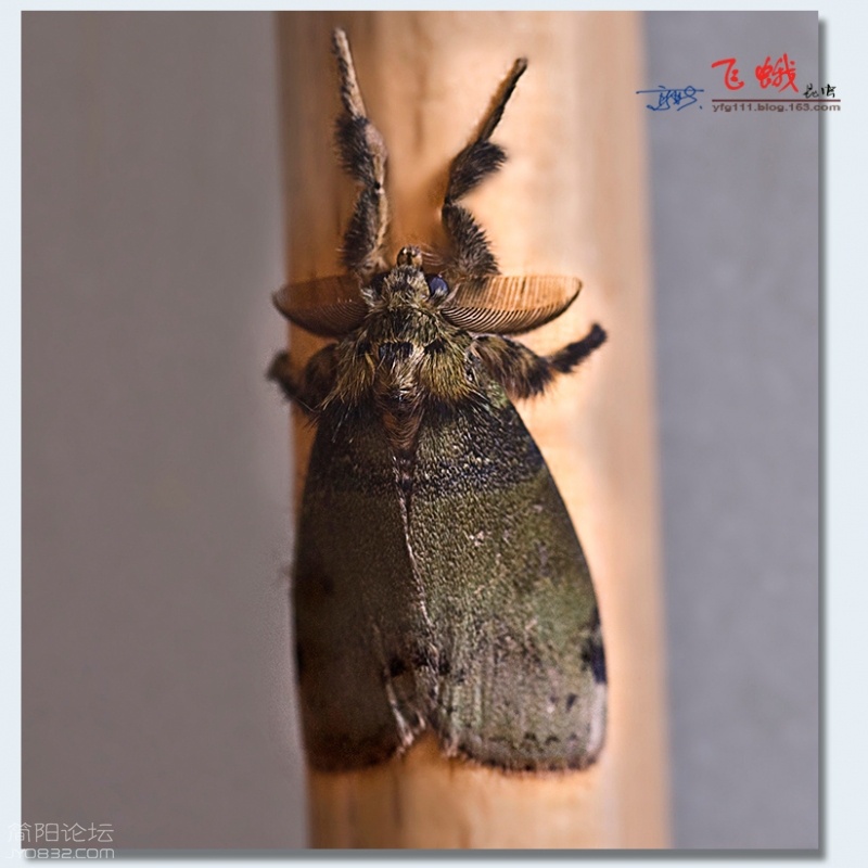 飞蛾（二）——14.jpg