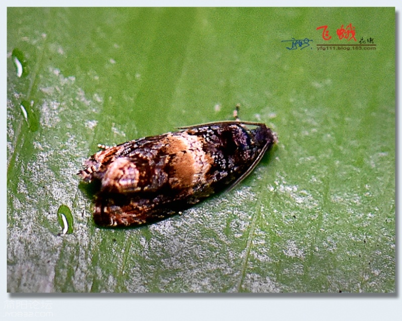 飞蛾（二）——19.jpg