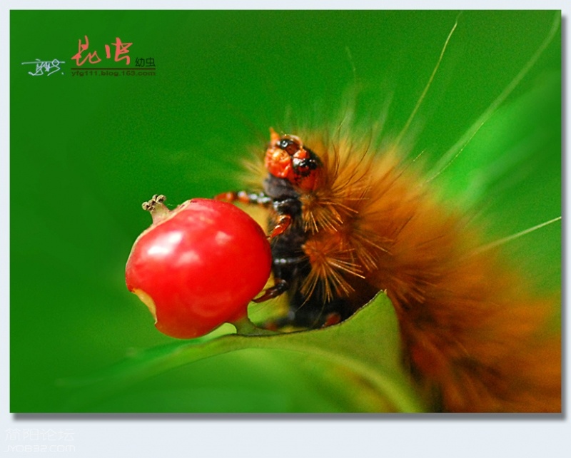 松毛虫