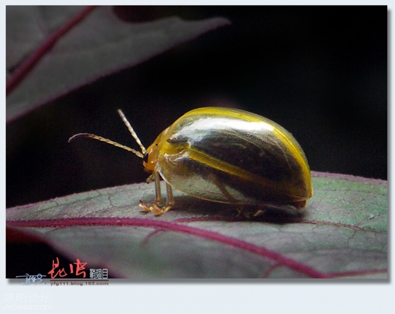鞘翅目（二）——04.jpg