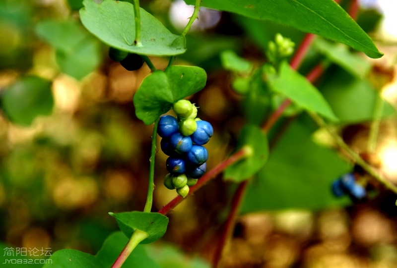 十一之花 (11).jpg