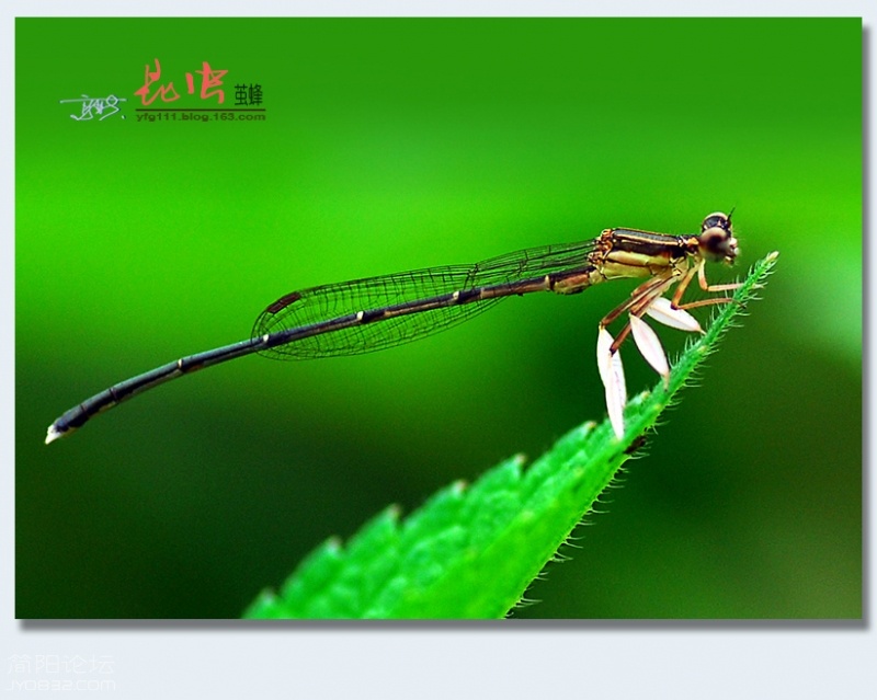 蜻蜓（一）——01.jpg