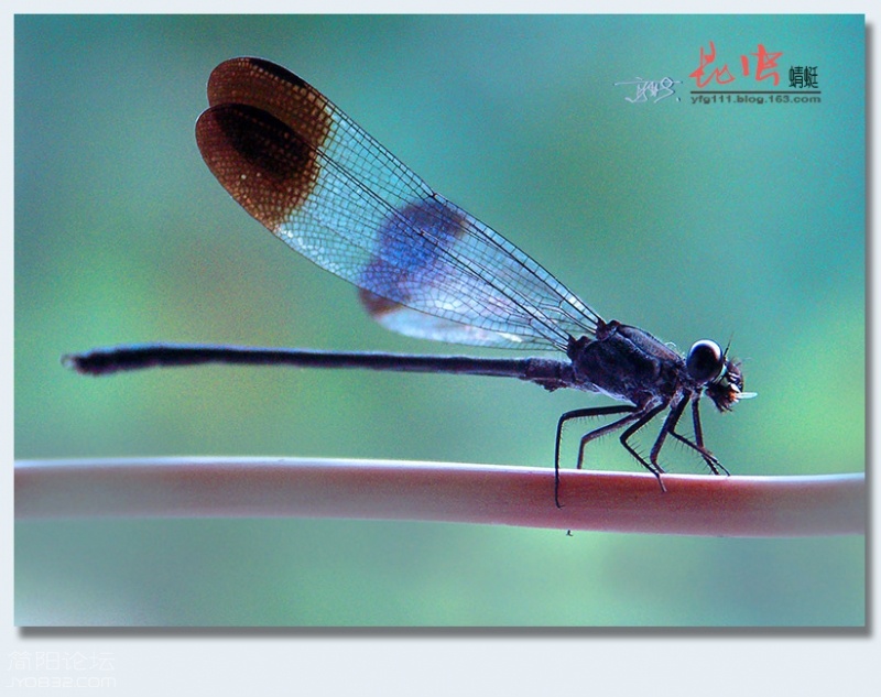 蜻蜓（一）——02.jpg