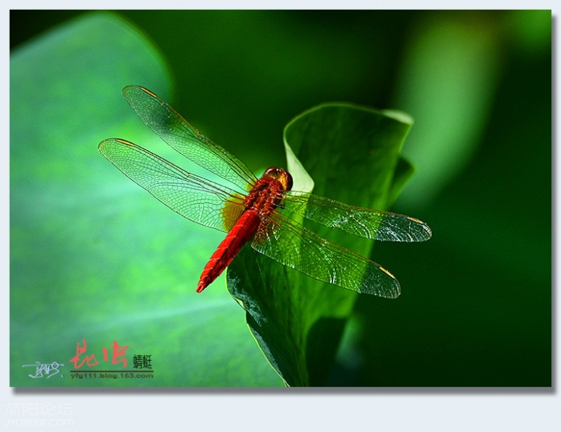 蜻蜓（一）——05.jpg
