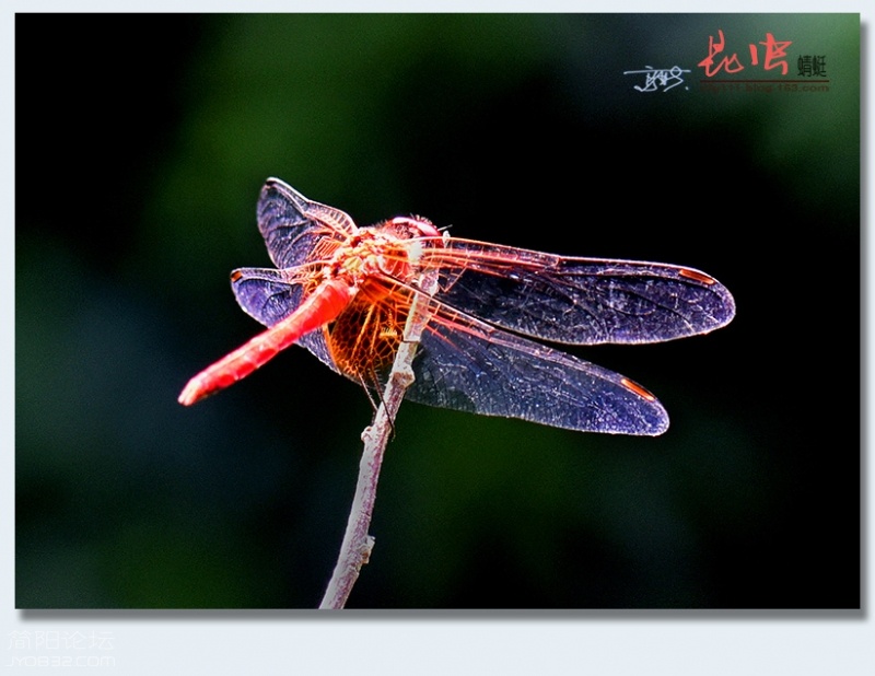 蜻蜓（一）——06.jpg