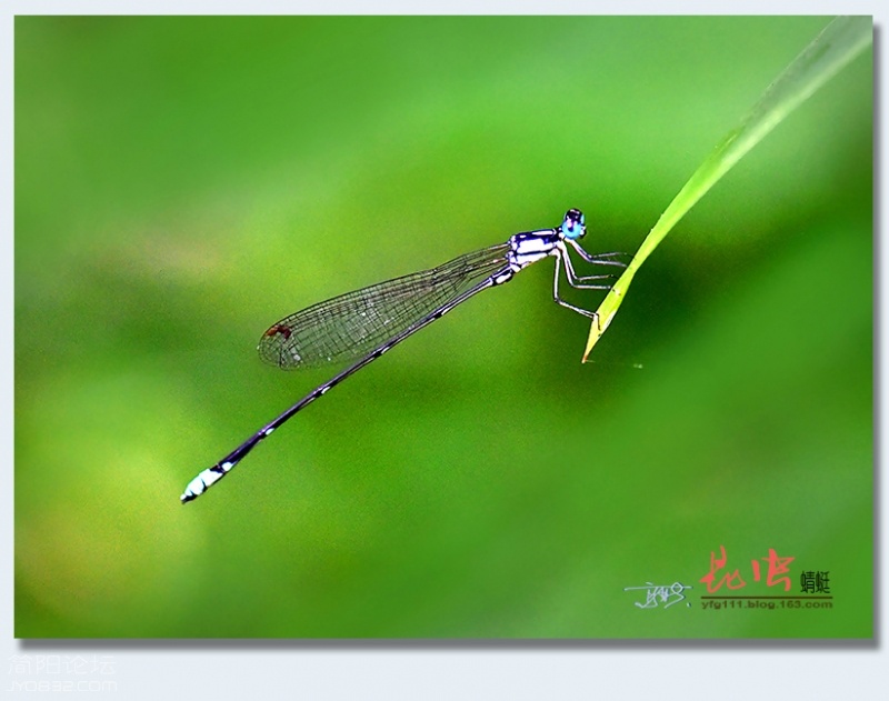蜻蜓（一）——07.jpg