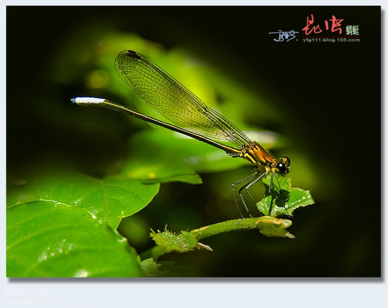 蜻蜓（一）——09.jpg