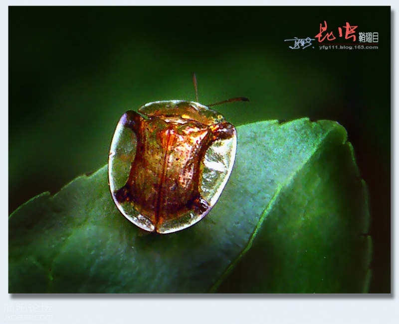 鞘翅目（三）——04.jpg