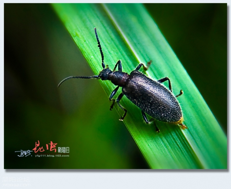 鞘翅目（三）——14.jpg
