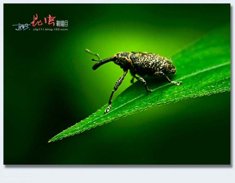 鞘翅目（三）——15.jpg