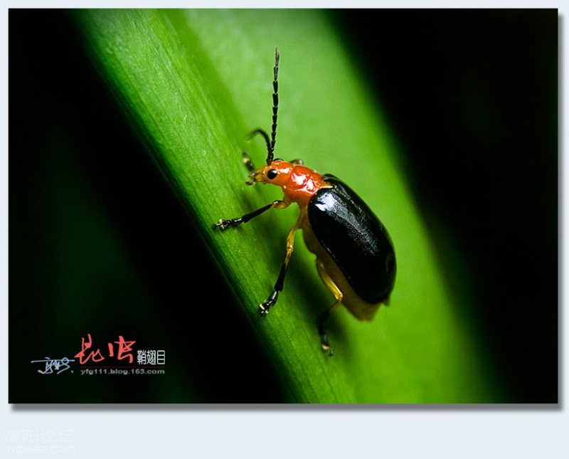 鞘翅目（三）——17.jpg
