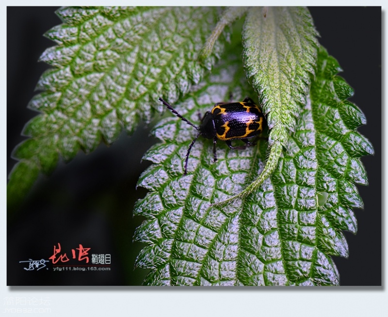 鞘翅目（三）——20.jpg