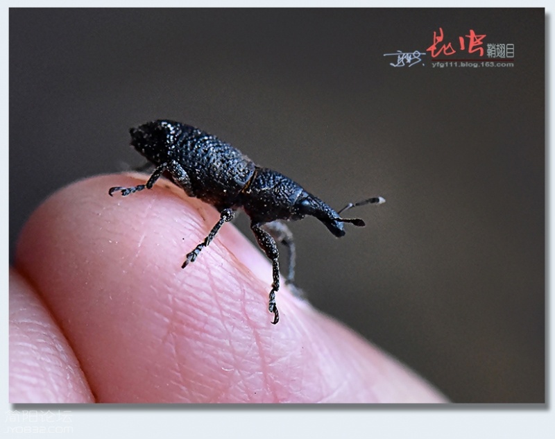 鞘翅目（四）——04.jpg