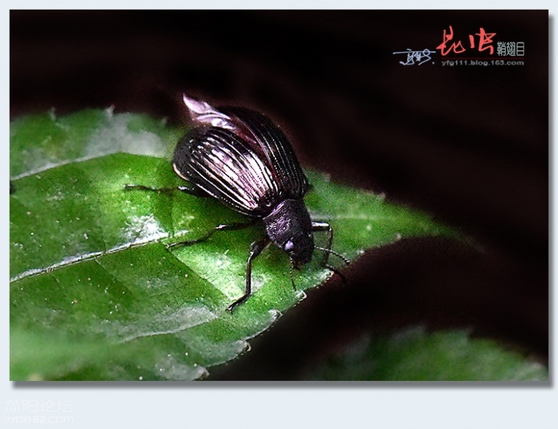 鞘翅目（四）——08.jpg