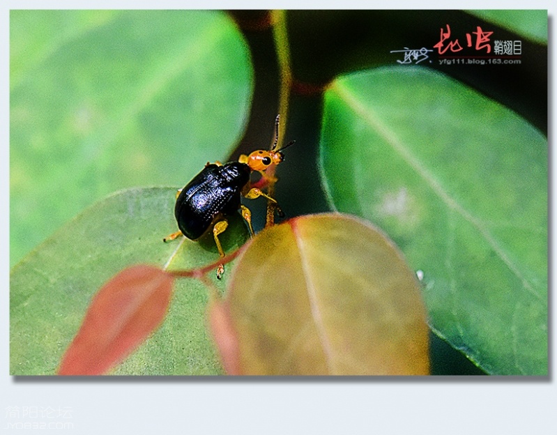鞘翅目（四）——12.jpg