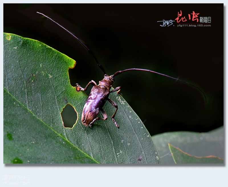 鞘翅目（四）——18.jpg