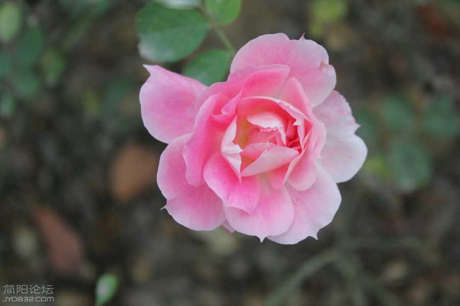 T5136229x2T7.jpg