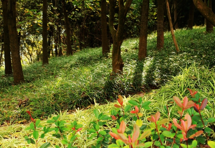 鳌山照片 034.jpg