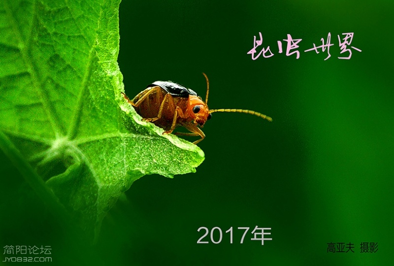 2017年台历（昆虫世界）.jpg