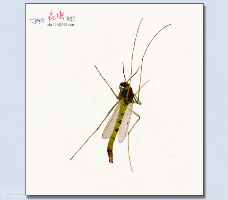 双翅目——14.jpg