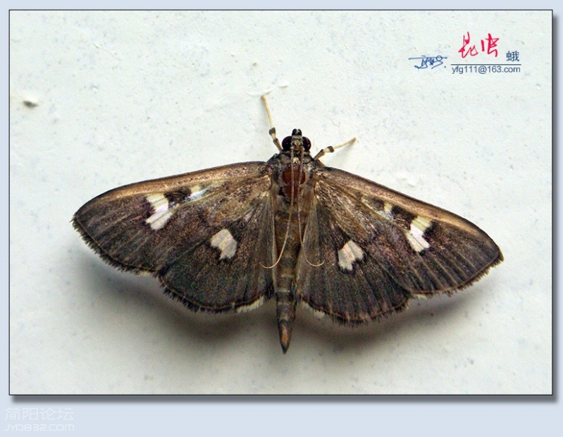 蛾（八）——09.jpg