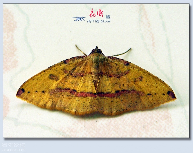 蛾（八）——12.jpg