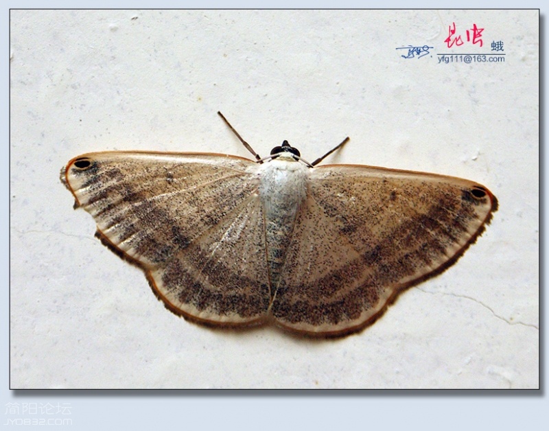蛾（八）——15.jpg