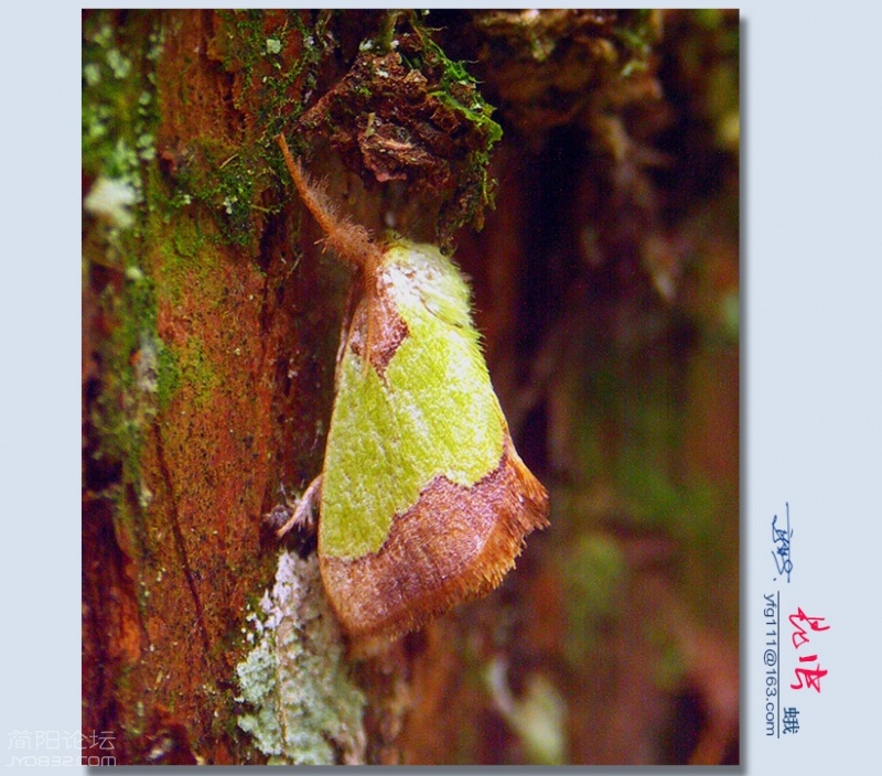 蛾（八）——17.jpg