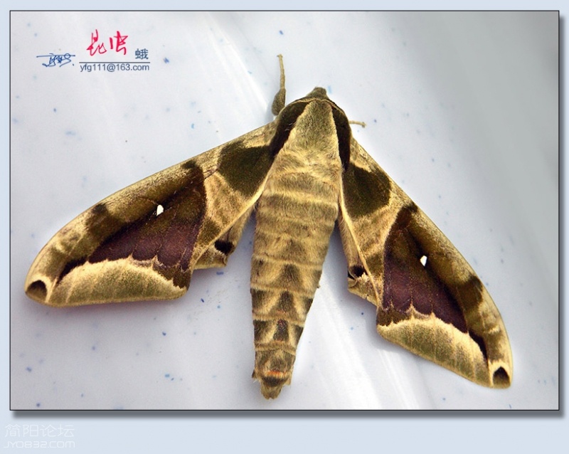 蛾（八）——20.jpg