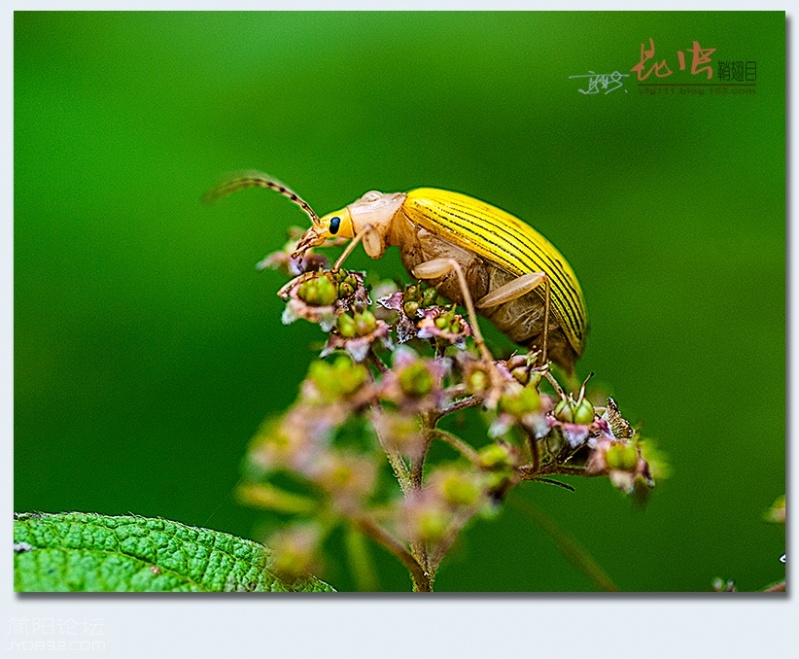 鞘翅目（五）——01.jpg