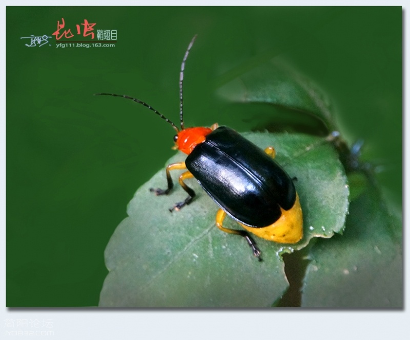 鞘翅目（五）——02.jpg