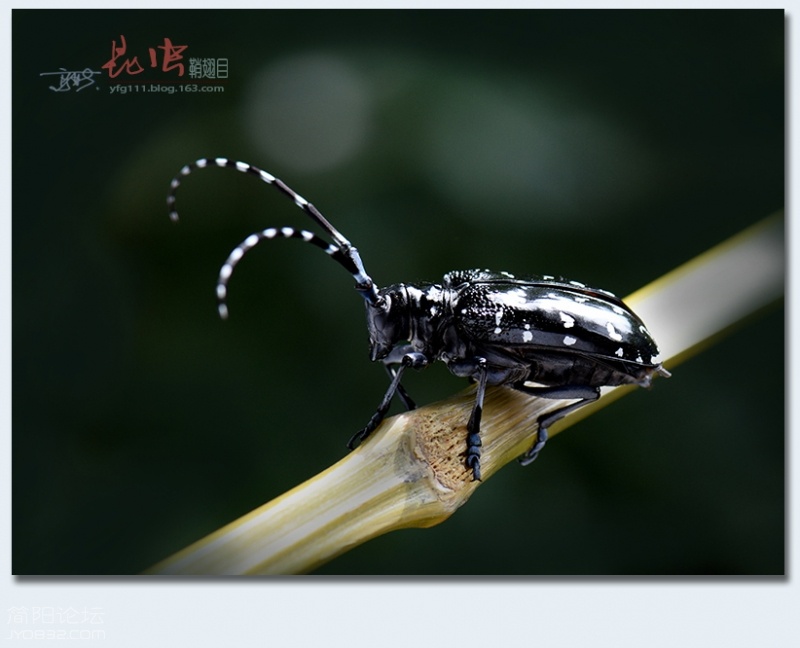 鞘翅目（五）——03.jpg