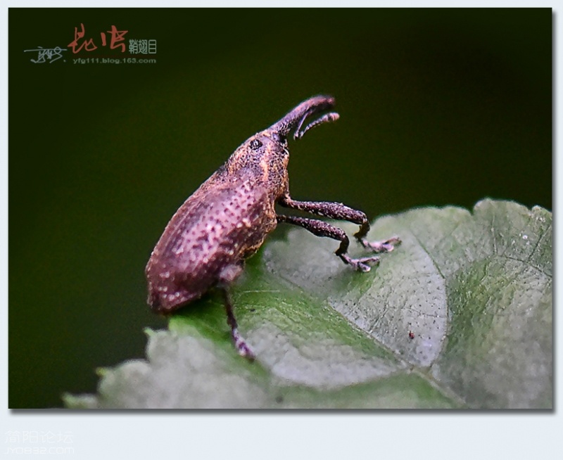 鞘翅目（五）——17.jpg