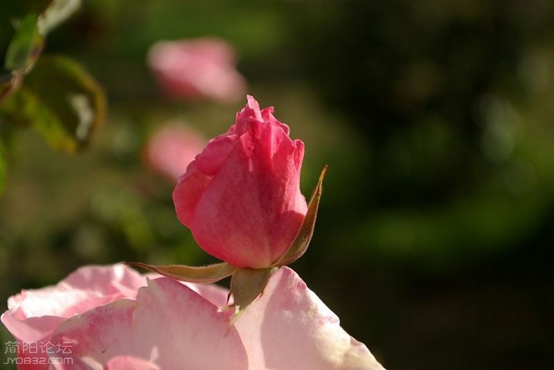 IMGP4628a2.jpg