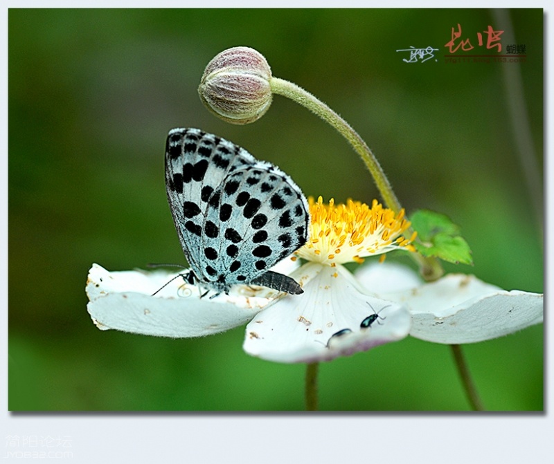 蝴蝶（六）——09.jpg