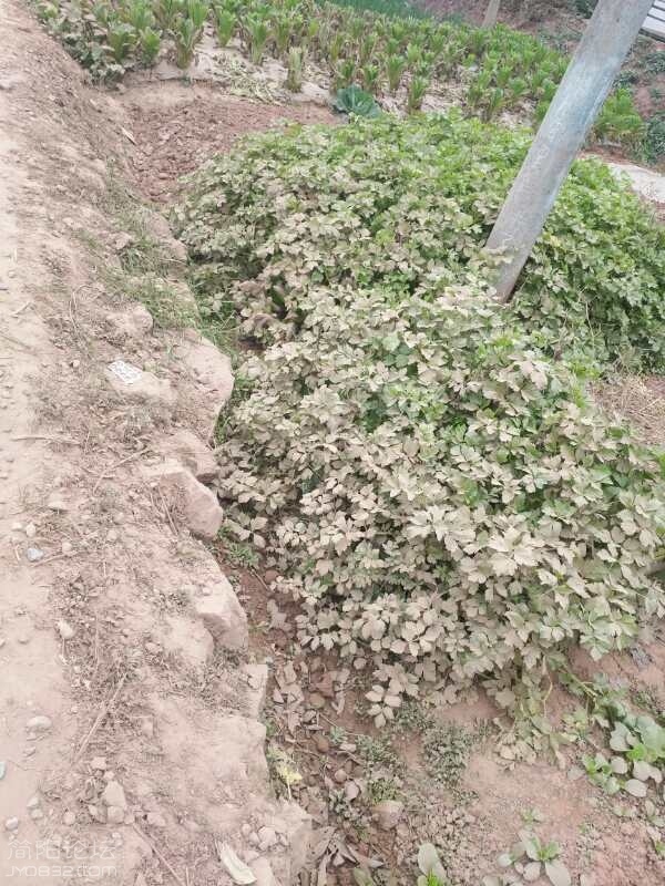 土路旁田地灰尘污染