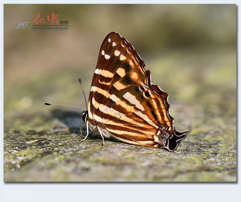 蝴蝶（七）——17.jpg