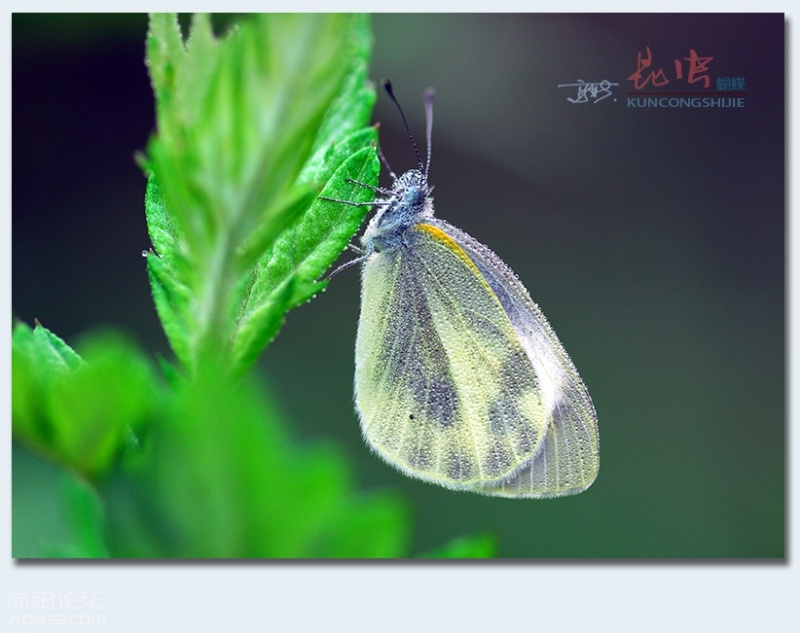 蝴蝶（八）——07.jpg