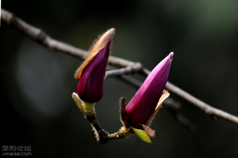 DSC_2623副本b.jpg