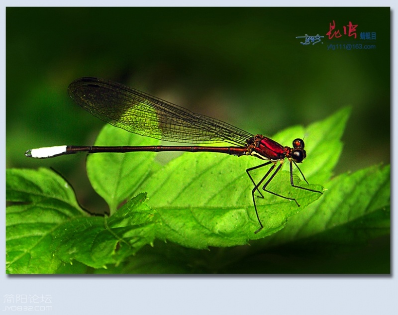 蜻蜓目——02.jpg