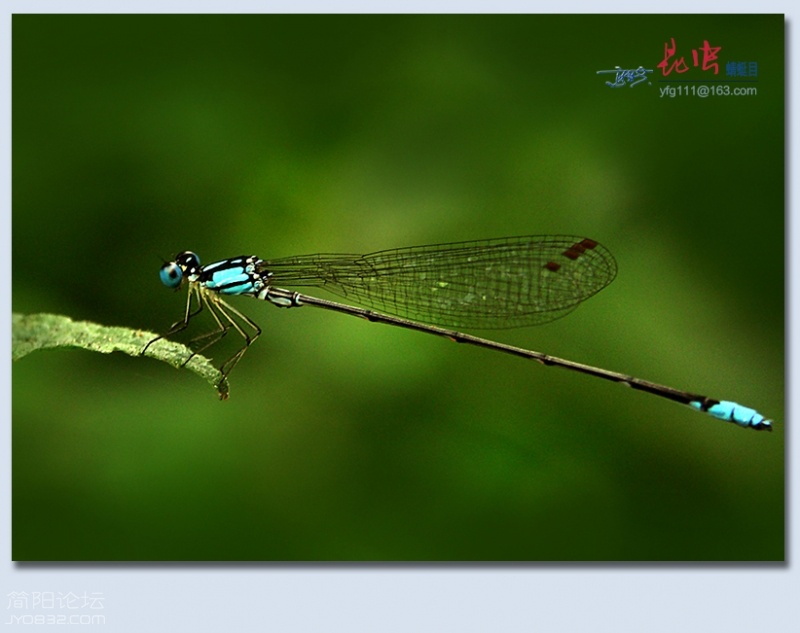 蜻蜓目——03.jpg