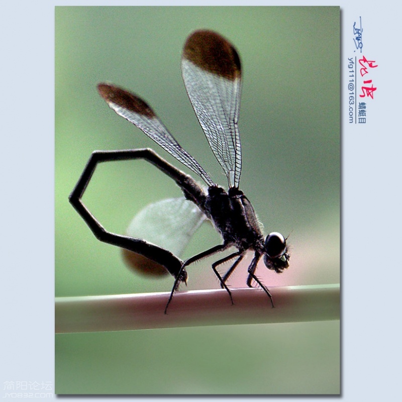 蜻蜓目——04.jpg
