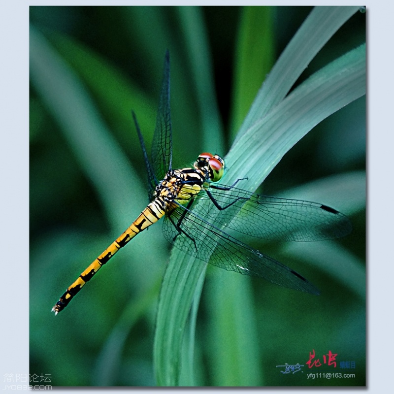 蜻蜓目——07.jpg
