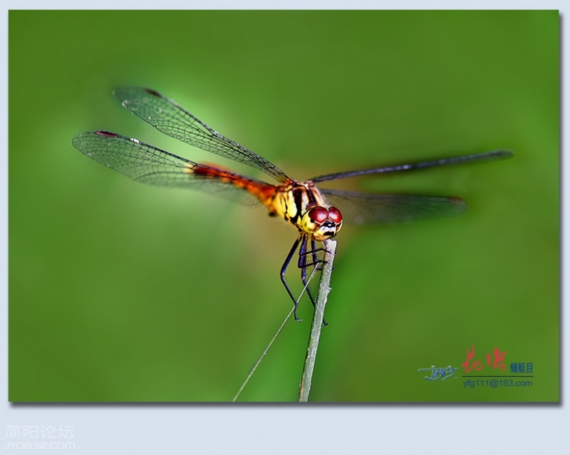 蜻蜓目——09.jpg