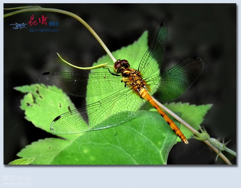 蜻蜓目——13.jpg