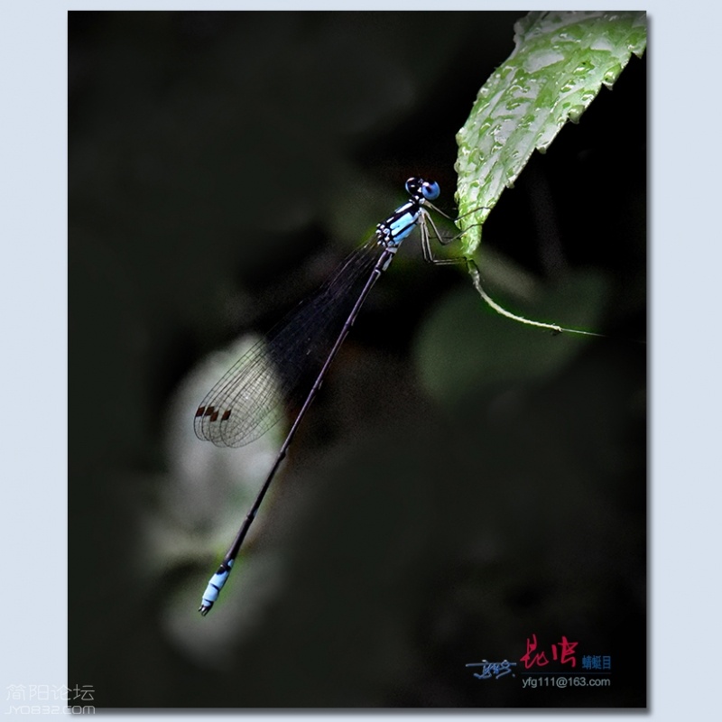 蜻蜓目——15.jpg