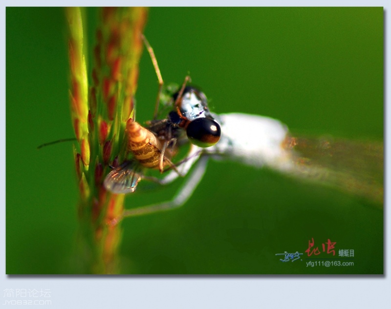 蜻蜓目——16.jpg