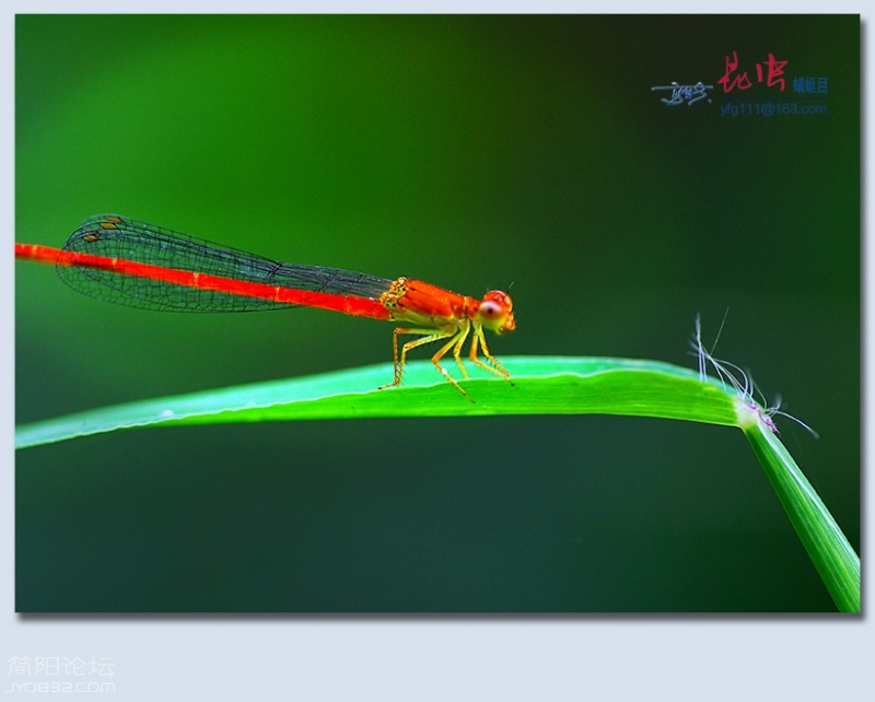 蜻蜓目——18.jpg