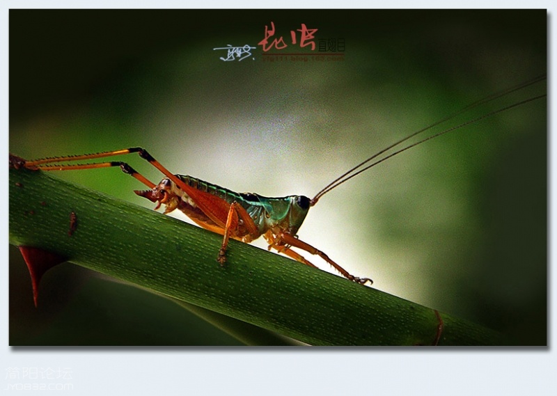 直翅目——06.jpg